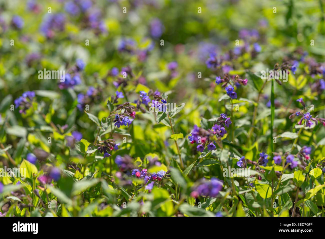 Tappeto di lavanda con fiori viola in fiore, ampia vista a basso angolo del campo, fogliame fresco misto, leggero movimento della brezza, habitat per piccoli insetti, Foto Stock