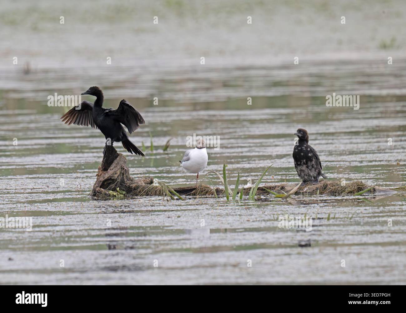 Cormorano pigmeo che essicca le ali accanto a un giovane Delta del Danubio Romania Foto Stock