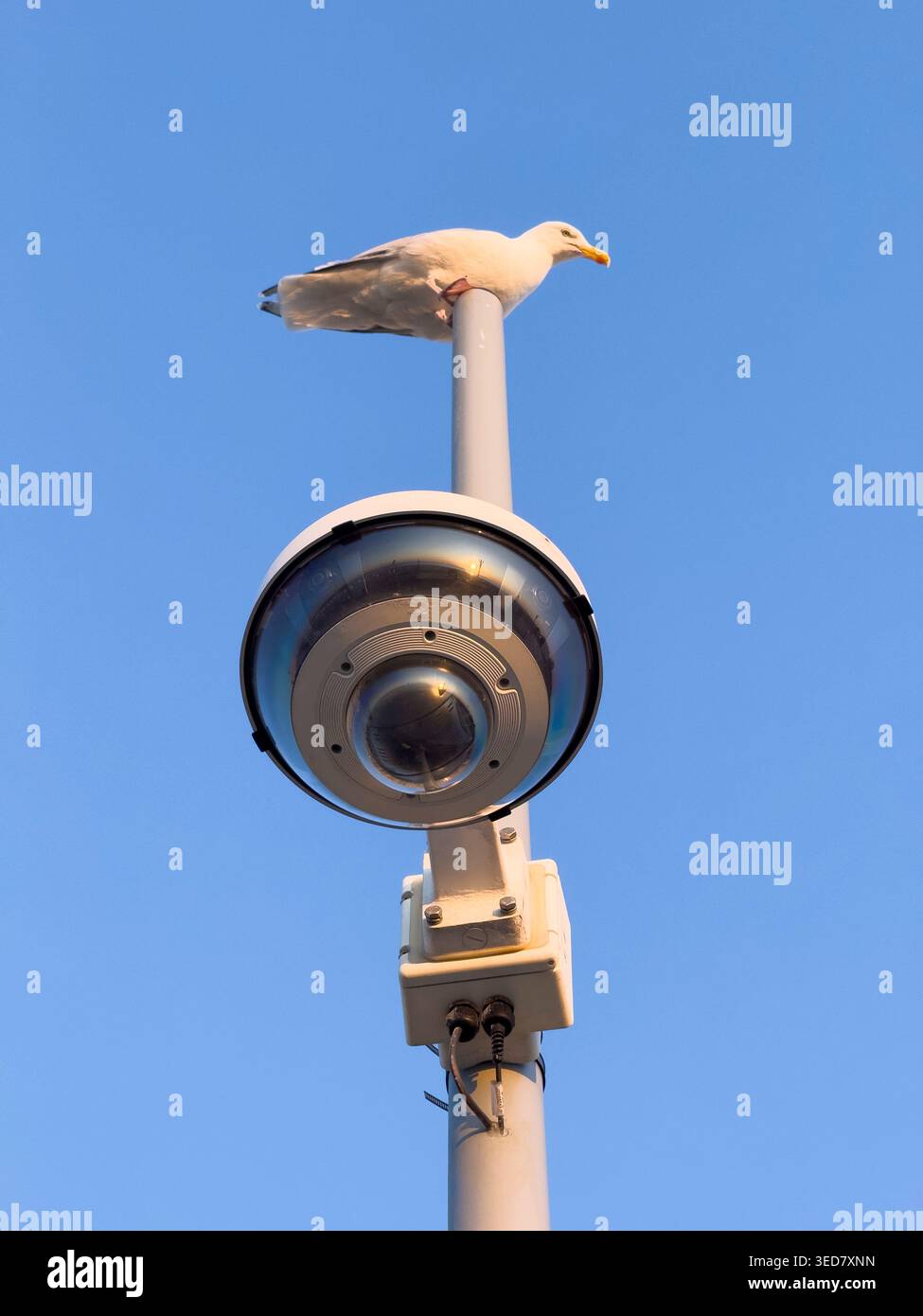 Un gabbiano sull'albero di una telecamera di videosorveglianza a 360°. Foto Stock
