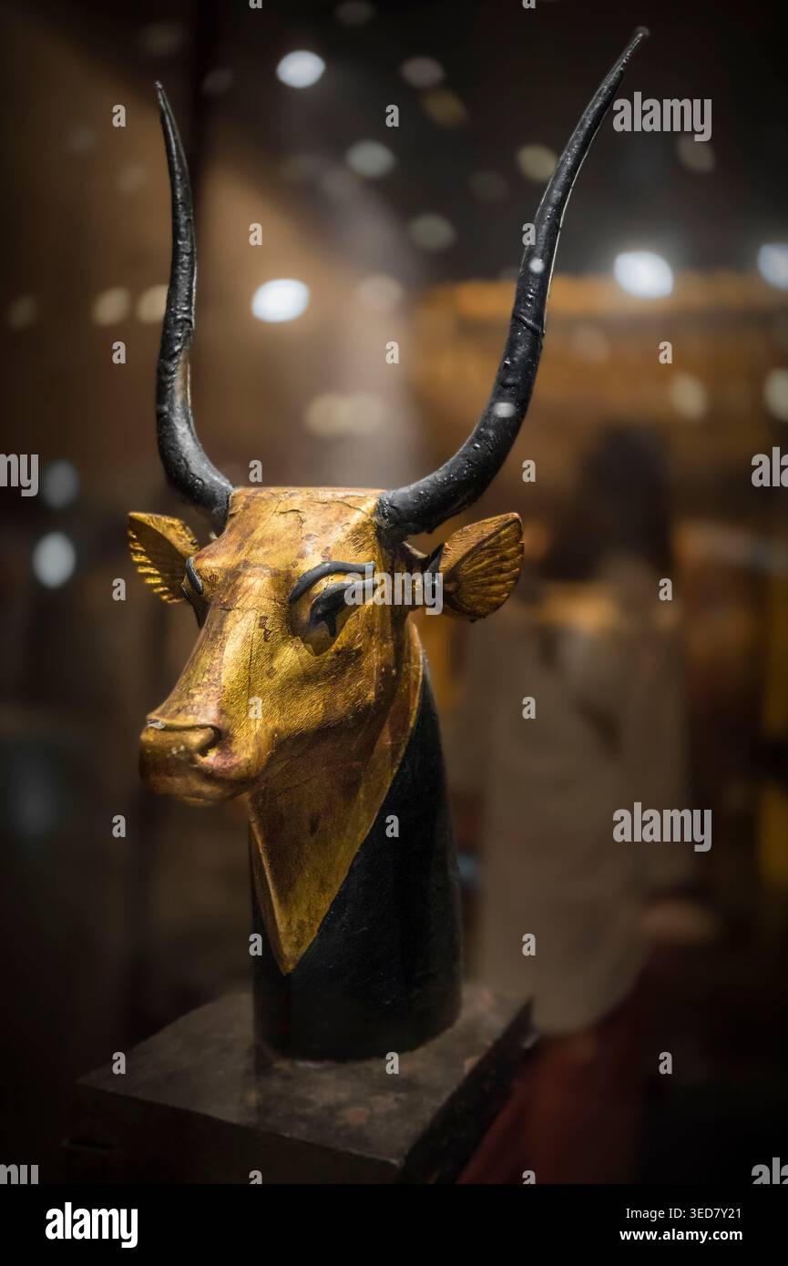 Egitto, Cairo, Altopiano di Giza, Grand Egyptian Museum (GEM), sala dedicata al tesoro di Tutankhamon, testa di mucca scoperta di fronte al santuario canopico, rivolta verso ovest; probabilmente è Hathor, dea dell'Occidente, che accoglie il defunto nel suo regno, il cimitero Foto Stock