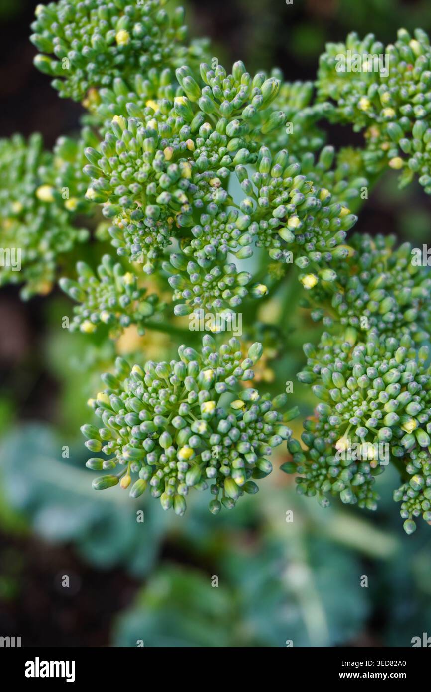 Pianta di broccoli. Broccoli maturi. Coltivare broccoli nell'orto o in serra. Pianta di broccoli nel terreno. Lavori di giardinaggio. Foto Stock