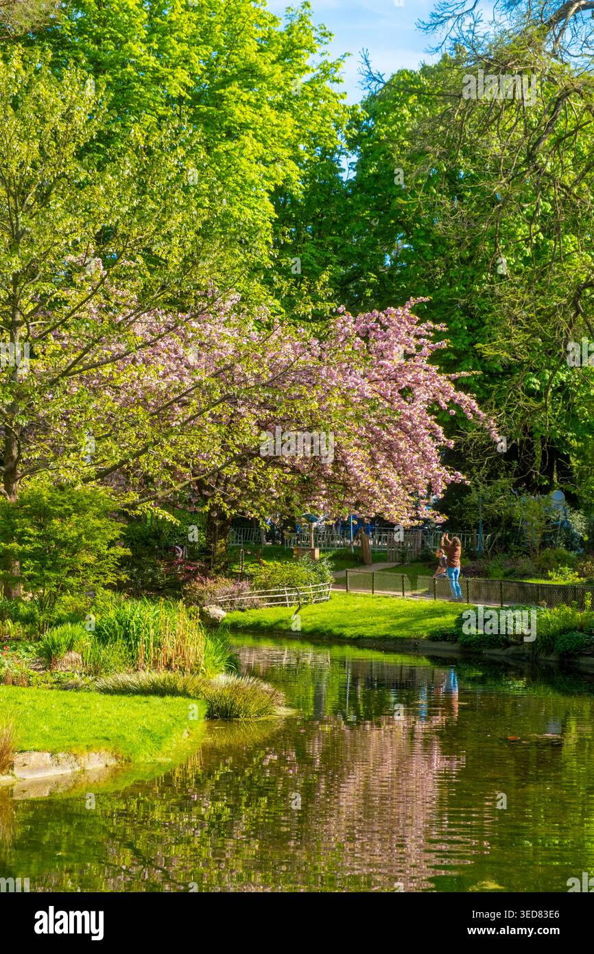 Francia, Parigi, il Bois de Vincennes, ciliegi in fiore in primavera, il torrente Gravelle Foto Stock