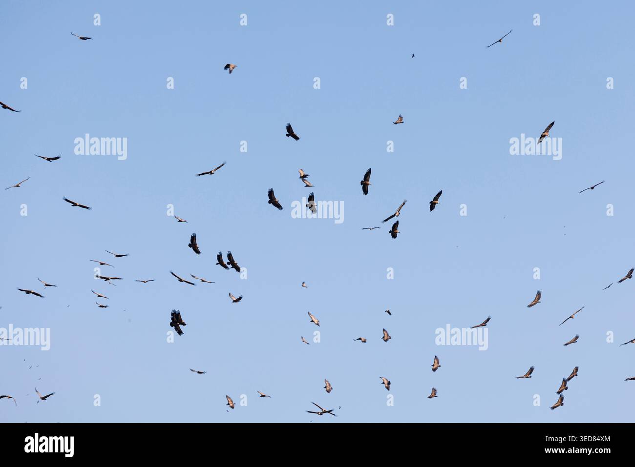 Spagna, Aragona, Alquezar, uno dei più bei villaggi spagnoli, Sierra e canyon del parco naturale di Guara, avvoltoi griffon eurasiatici (gyps fulvus) Foto Stock
