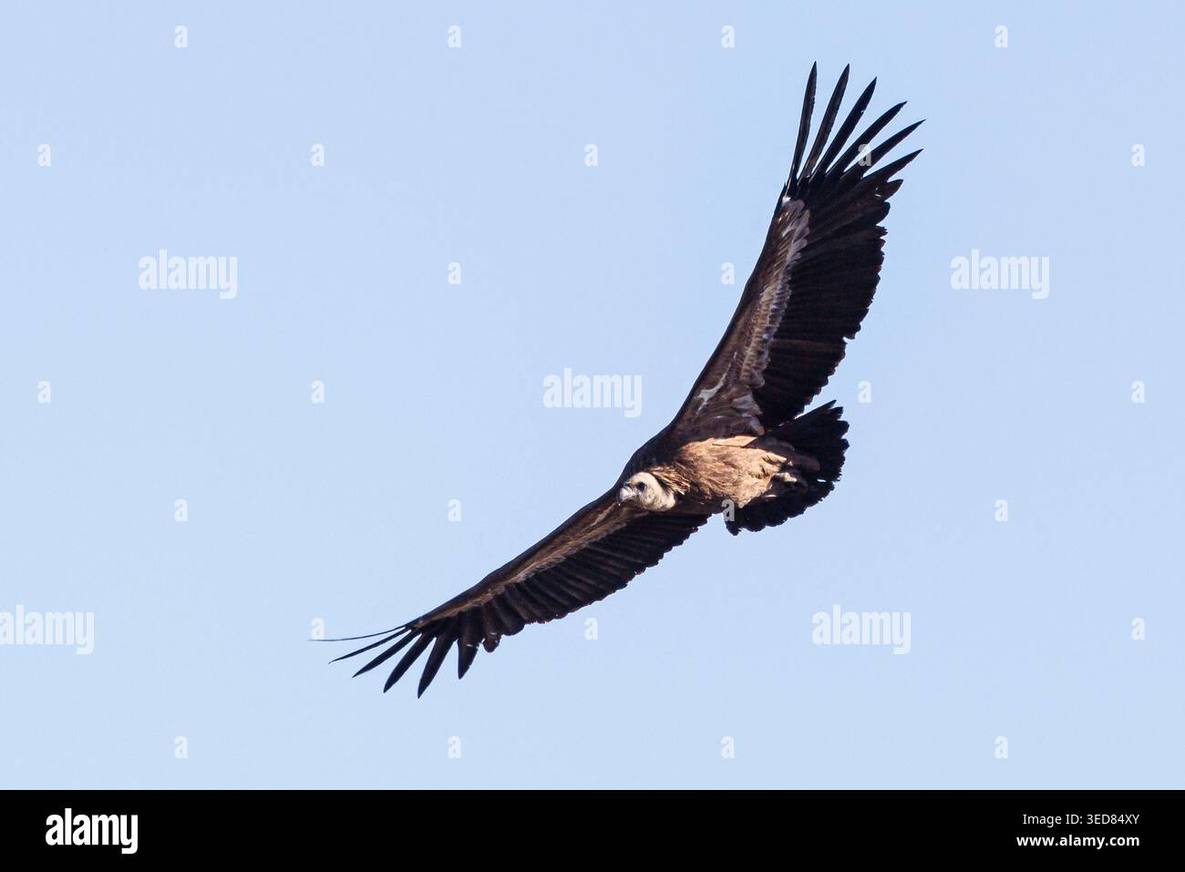 Spagna, Aragona, Alquezar, uno dei più bei villaggi spagnoli, Sierra e canyon del parco naturale di Guara, avvoltoio griffon eurasiatico (gyps fulvus) Foto Stock