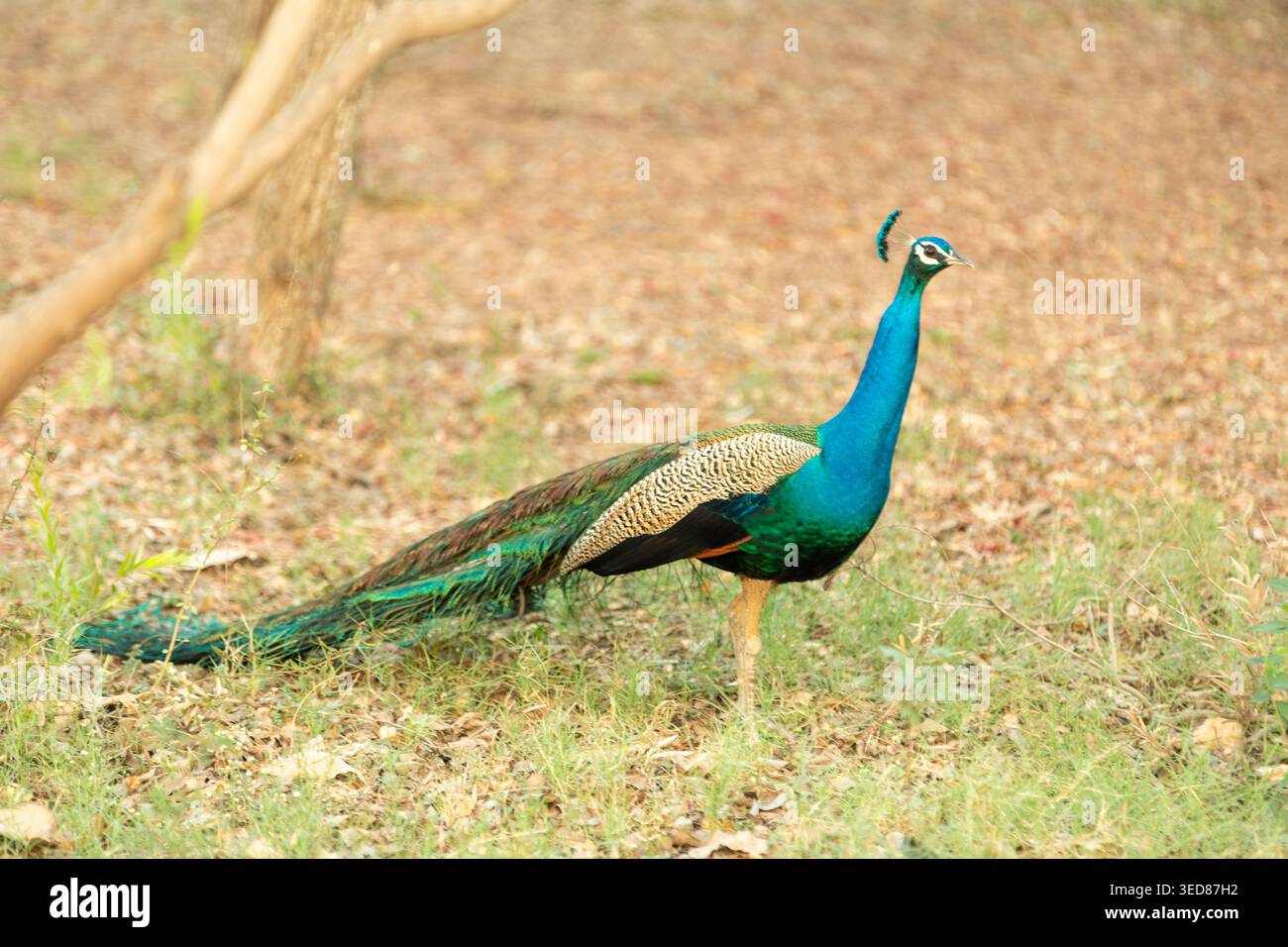 Indian Peafowl (Pavo cristatus), più comunemente noto come pavone blu. Agra, India. Foto Stock