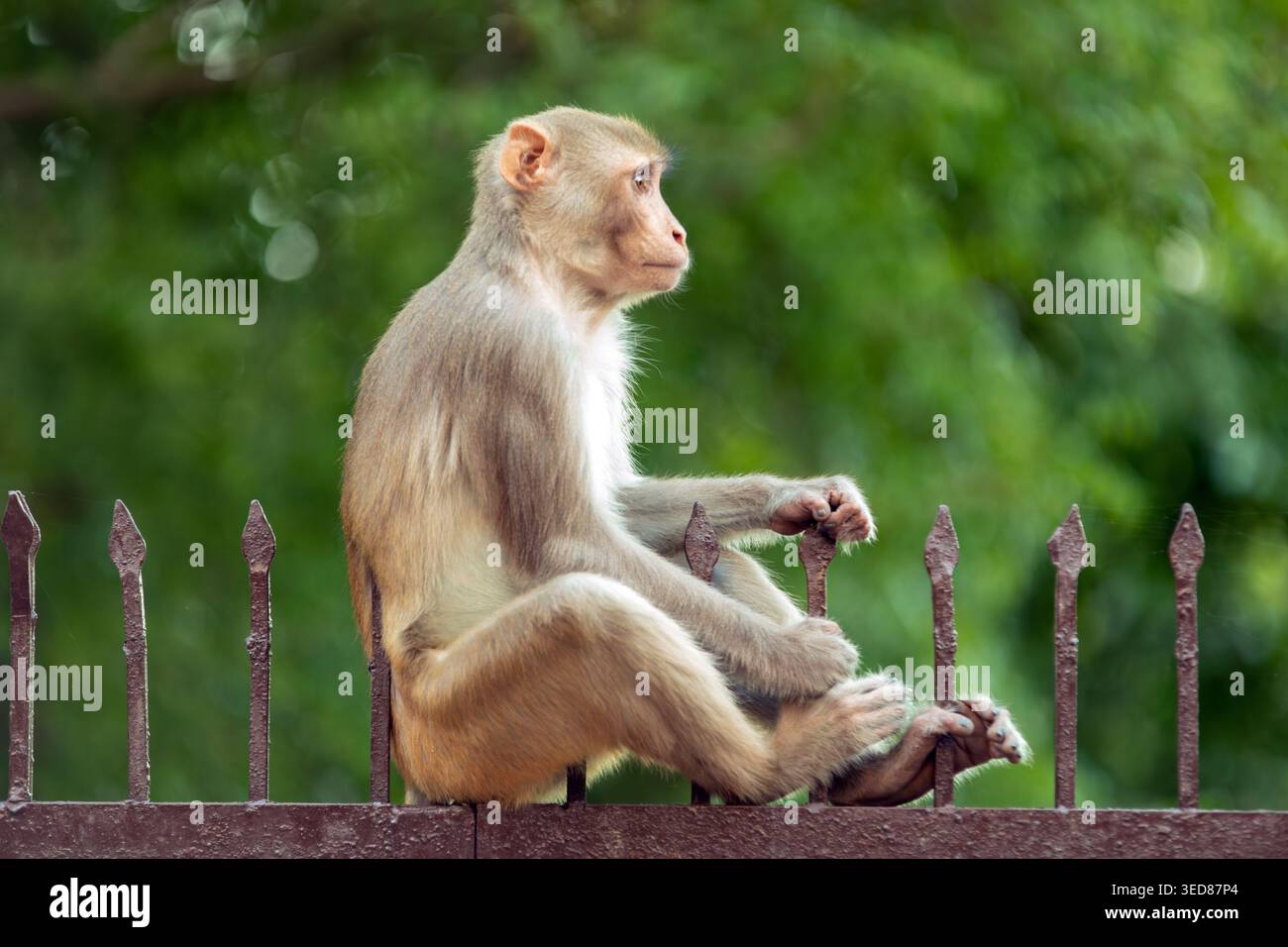 Rhesus macaque (Macaca mulatta) scimmia, Agra, Uttar Pradesh, India Foto Stock