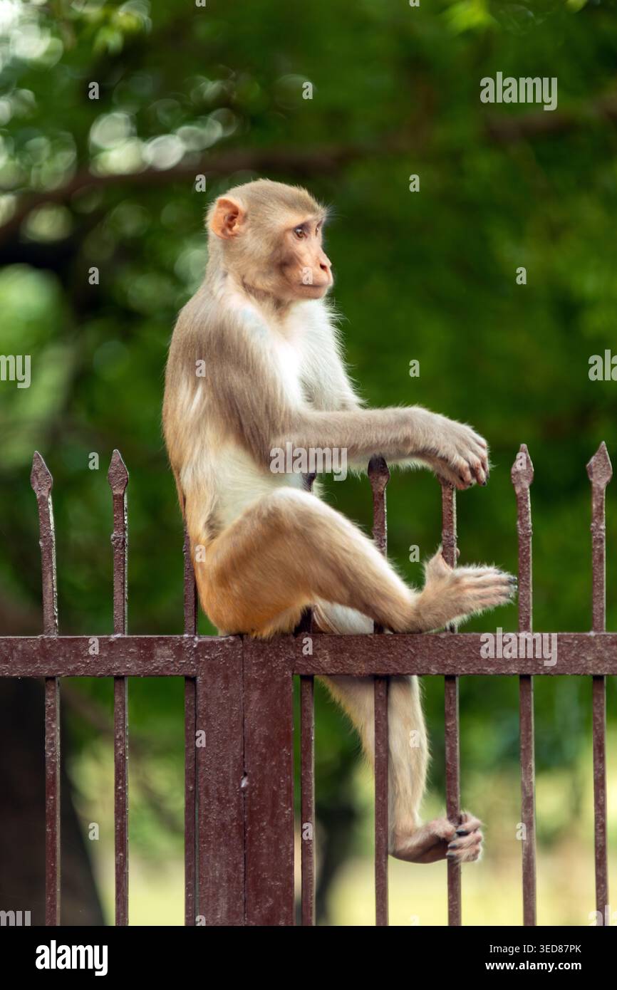 Rhesus macaque (Macaca mulatta) scimmia, Agra, Uttar Pradesh, India Foto Stock