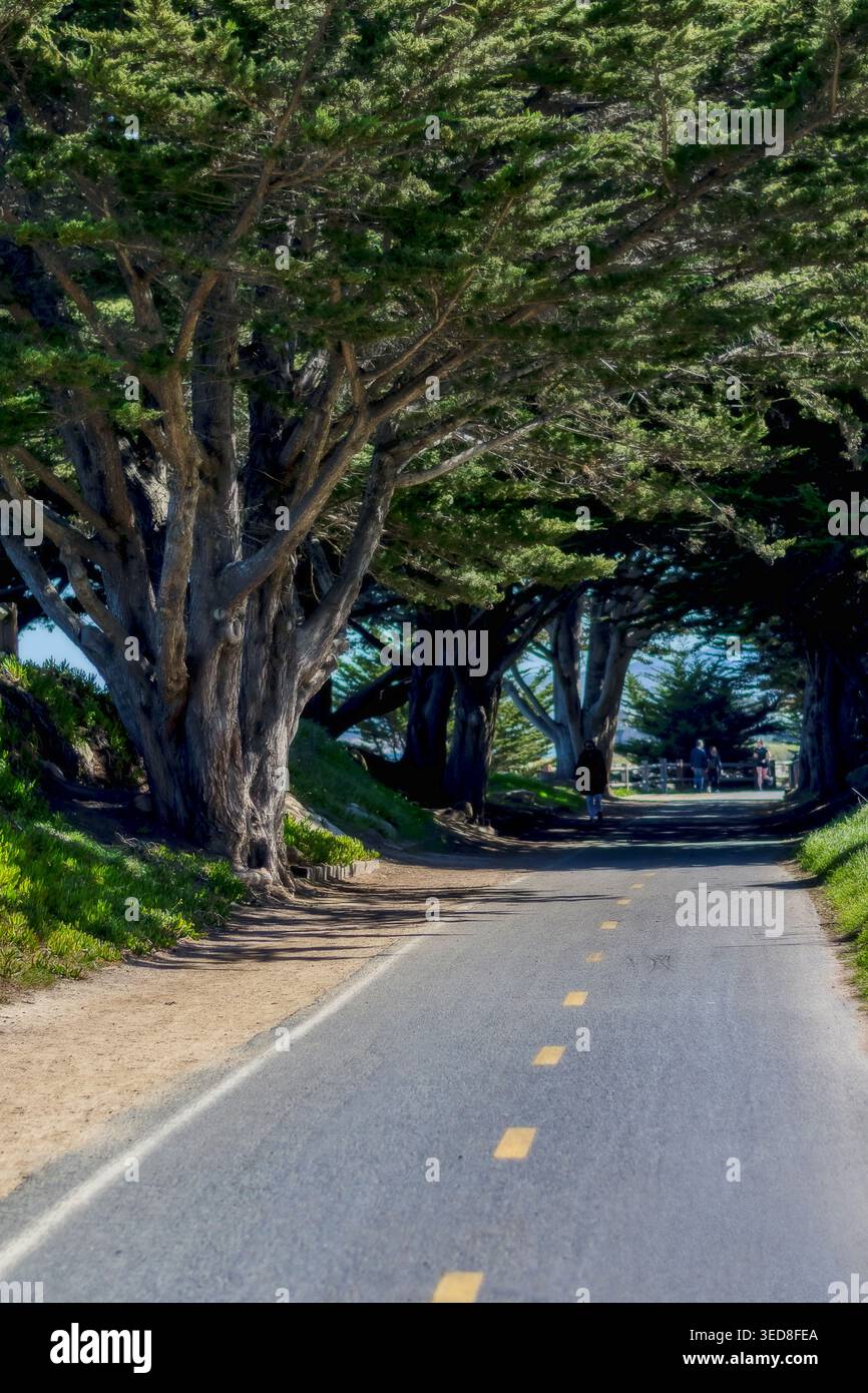 Cypress Tree Tunnel a Monterey Foto Stock