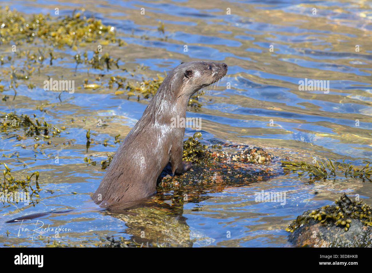 Lontra femmina sulla roccia sulla costa di un lago scozzese Foto Stock