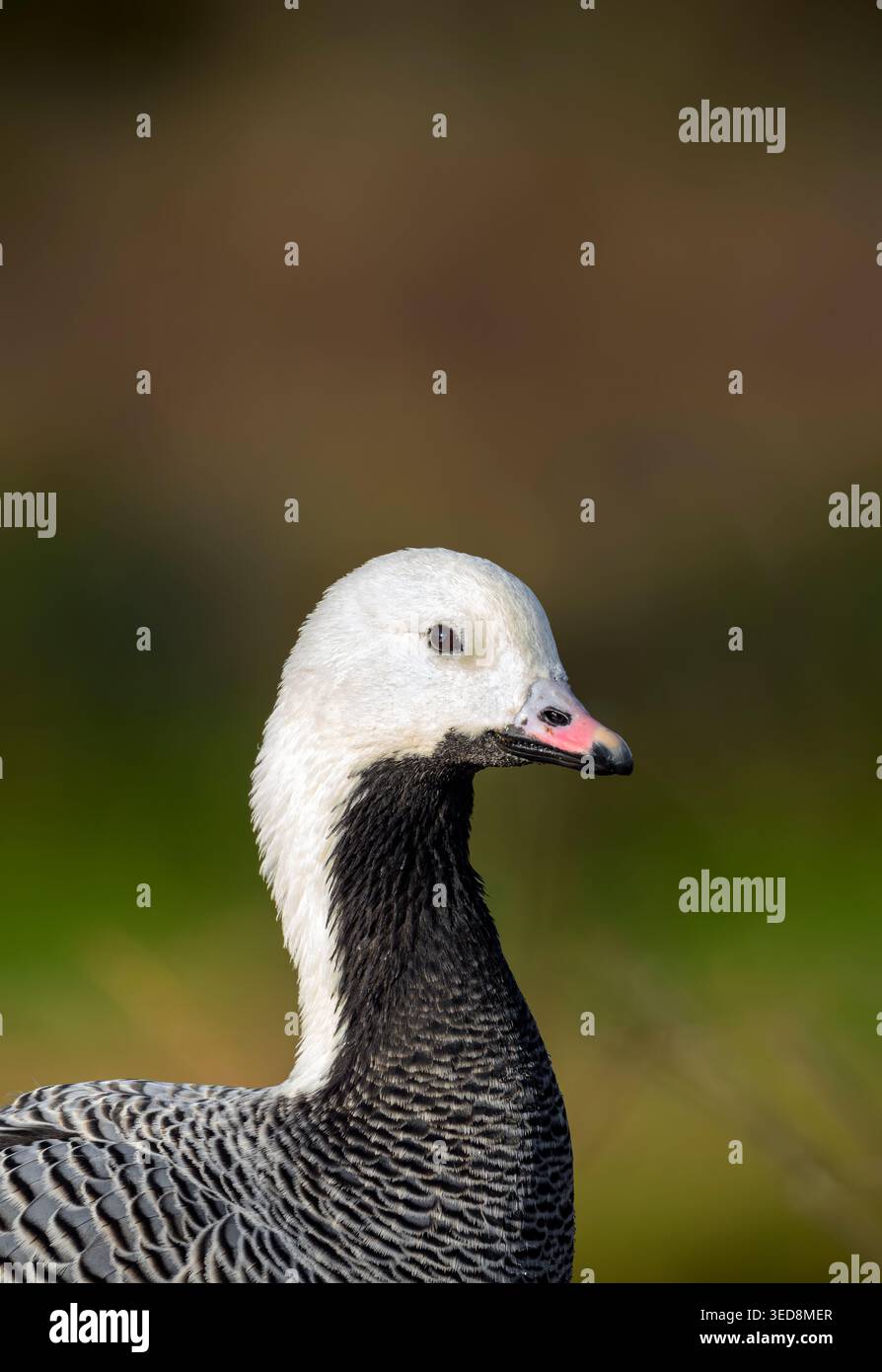 L'oca dell'Imperatore (Anser canagicus) presenta un ritratto ravvicinato nell'habitat naturale, nel Regno Unito, con la sua impressionante testa bianca e il collo posteriore contro un corpo grigio barrato Foto Stock
