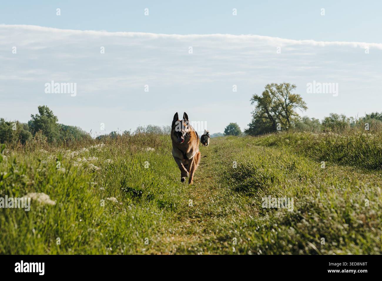 German Shepherd corre verso la telecamera su un sentiero erboso con Shepherd australiano alle spalle. Ideale per lo stile di vita degli animali domestici, l'avventura all'aria aperta, il cane attivo Foto Stock