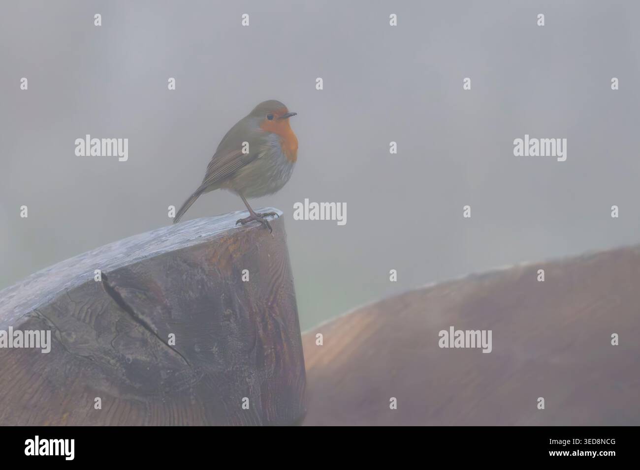 robin europeo arroccato su palo di legno nella nebbia invernale a Ham Wall, Somerset Levels, Regno Unito, con profondità di campo bassa Foto Stock