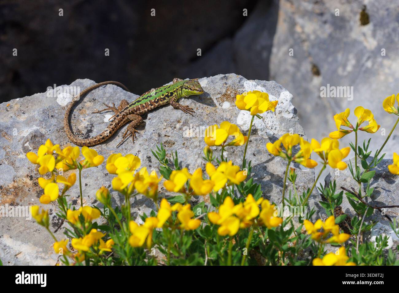 Lizard delle mura dalmate (Podarcis melisellensis) sulle rocce costiere in Croazia Foto Stock