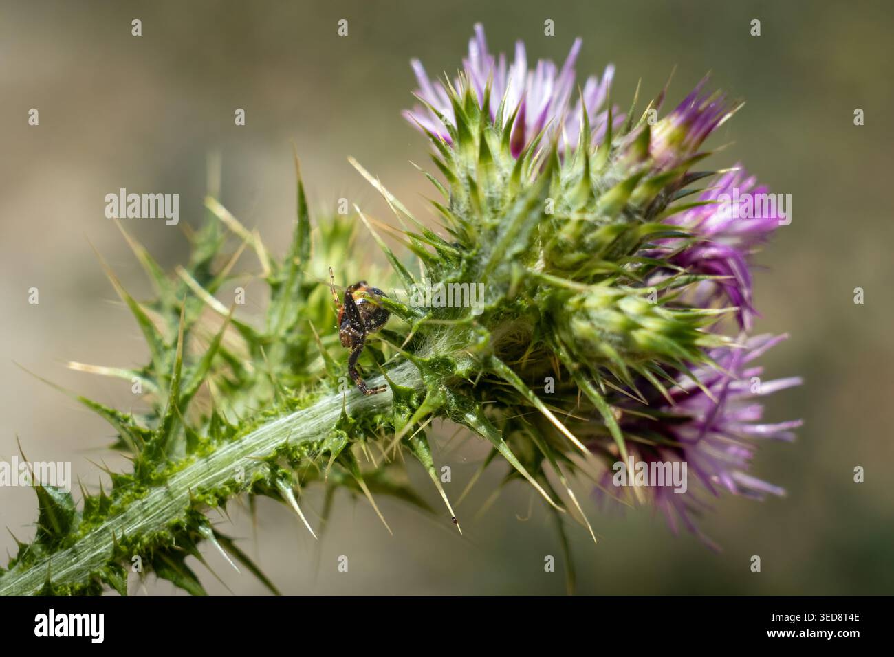 Un piccolo aracnide con dettagli intricati è appollaiato precariamente sulle spine affilate di una pianta di cardo in fiore, che mostra la resilienza della natura Foto Stock
