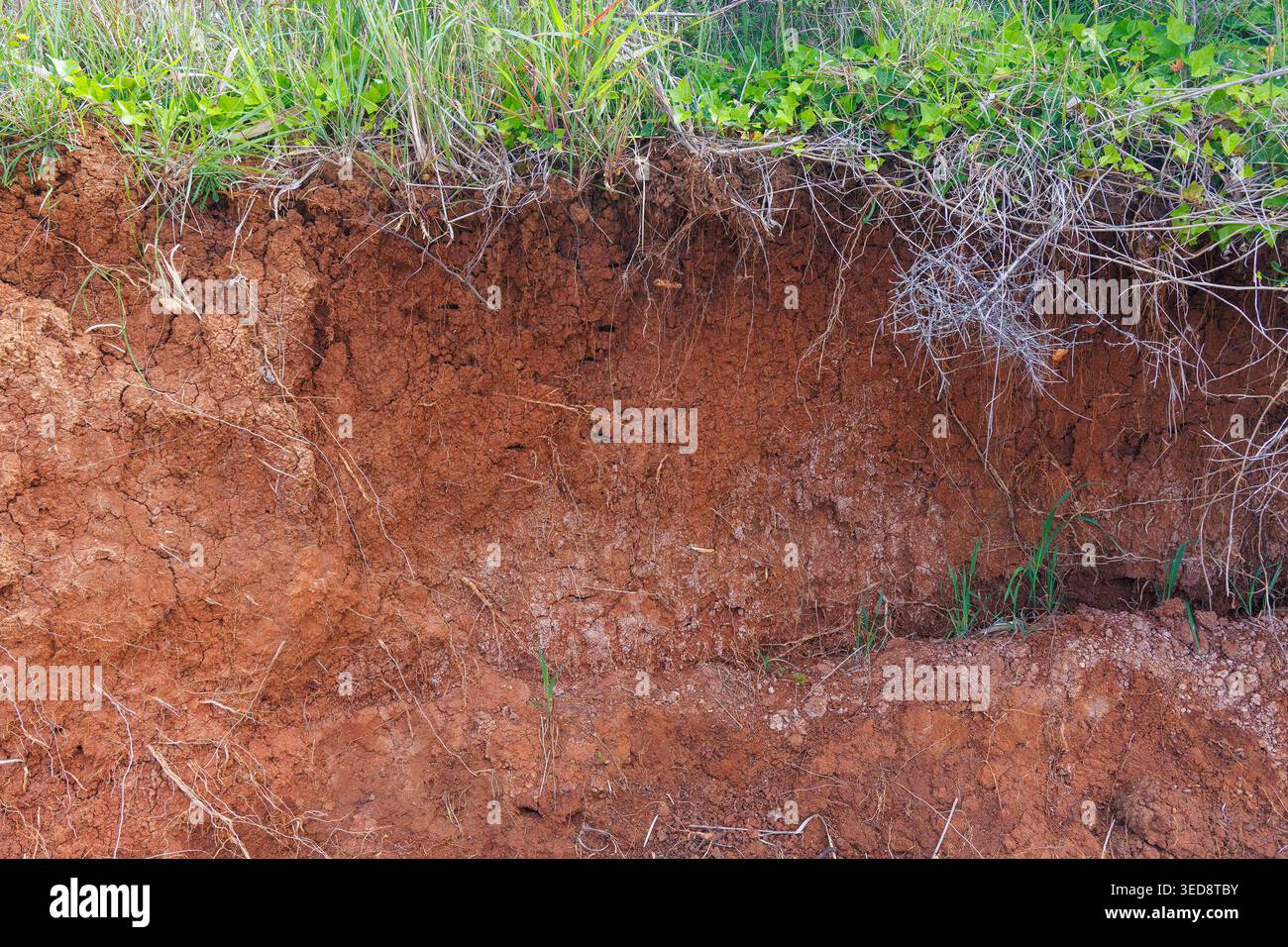 Red Terra Rossa Soil Profile in Istria, Croazia Foto Stock