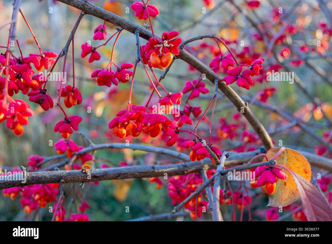 Euonymus europaeus e foglie gialle natura selvaggia Foto Stock