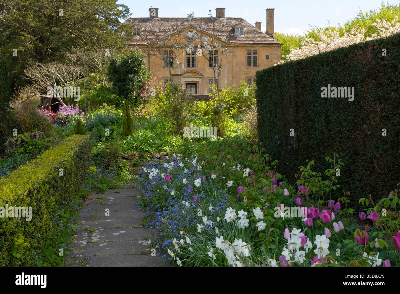 Fiori primaverili: Tulipani e narciso in un confine alla casa e ai giardini di Tintinhull. Foto Stock