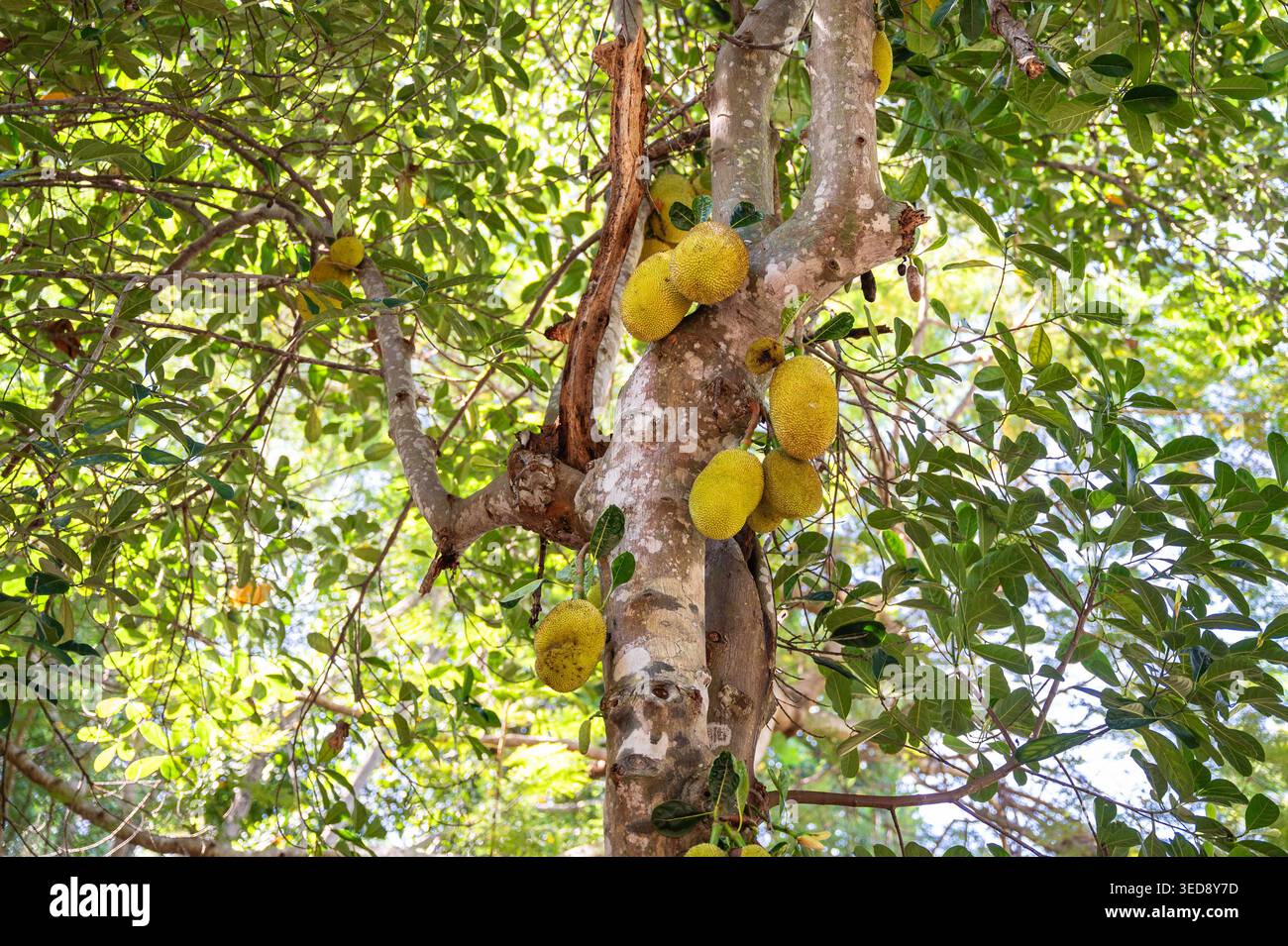 Albero di jackfruit che porta frutta tropicale su tronco e rami principali. Foto Stock