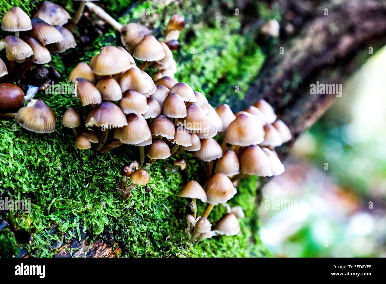 Funghi boschivi - gruppo di funghi su un albero caduto nella foresta. Loch Lomond, Scozia Foto Stock