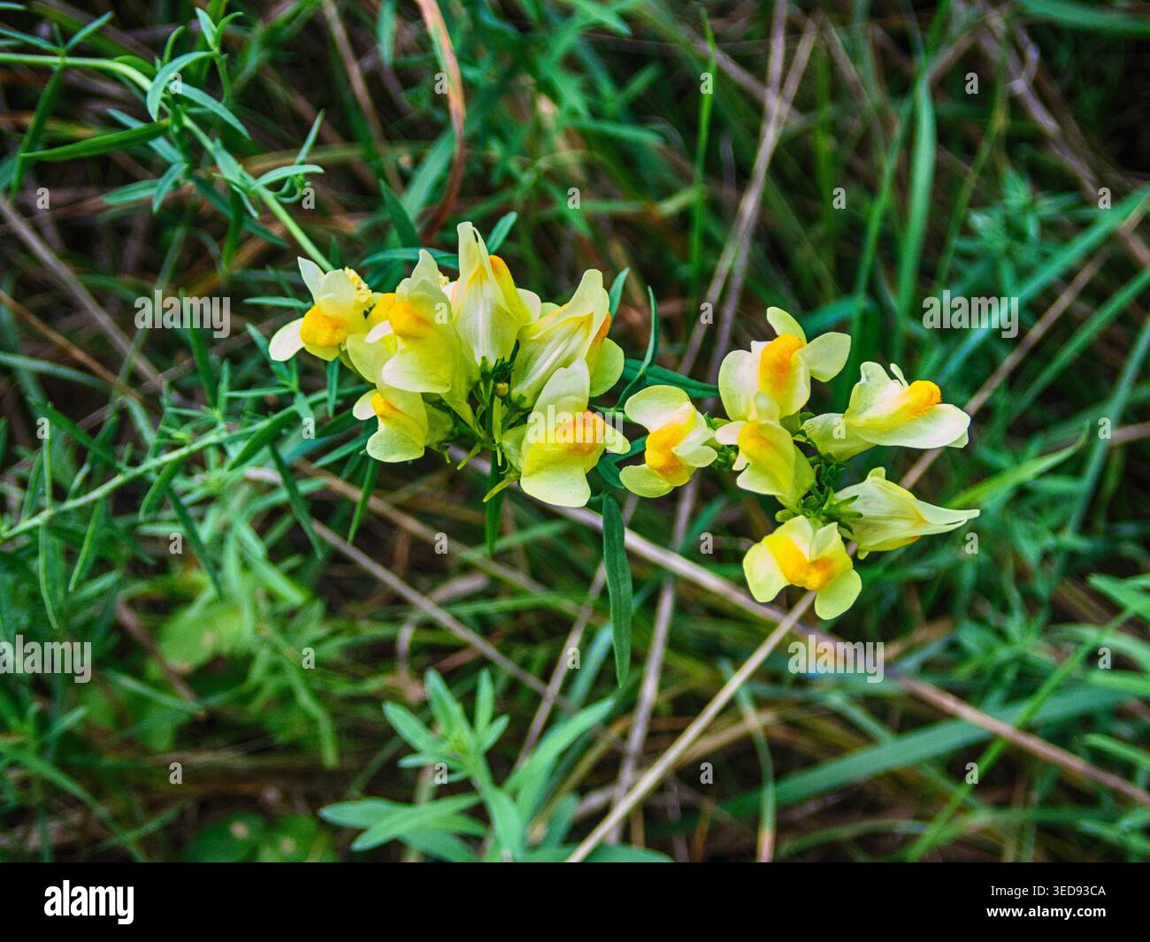 Fiori del toadflax comune per la salute e la medicina Foto Stock