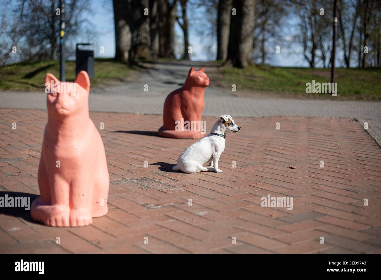 Il piccolo cane Jack Russell Terrier seduto su un terreno pavimentato tra grandi statue di gatto rosa decorative in un parco il giorno di primavera Foto Stock