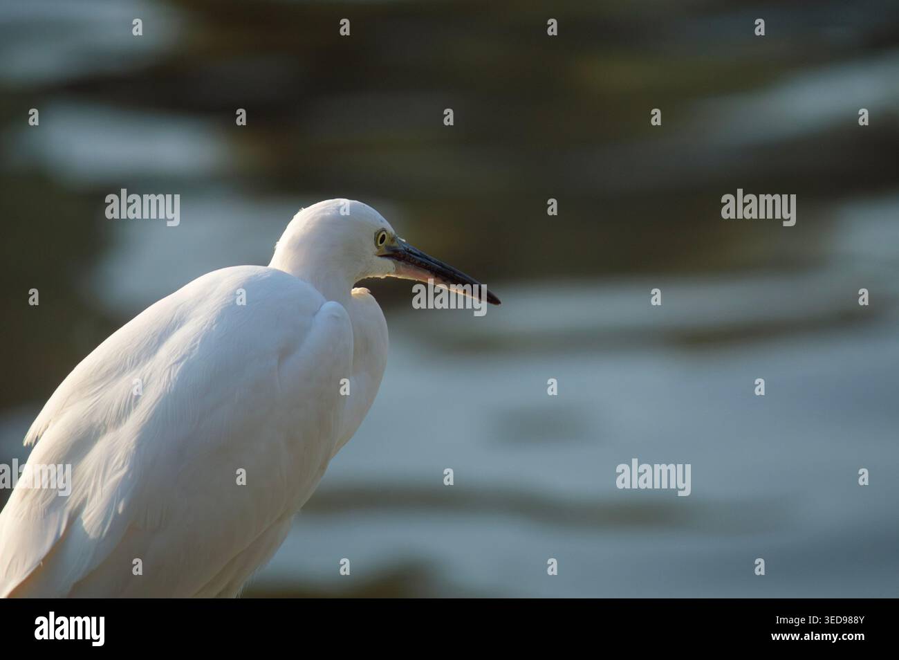 Tokyo, Giappone - piccola Egret (Egretta garzetta) accanto al fiume Sumida ad Asakusa con luce soffusa del mattino e profondità di campo bassa. Foto Stock