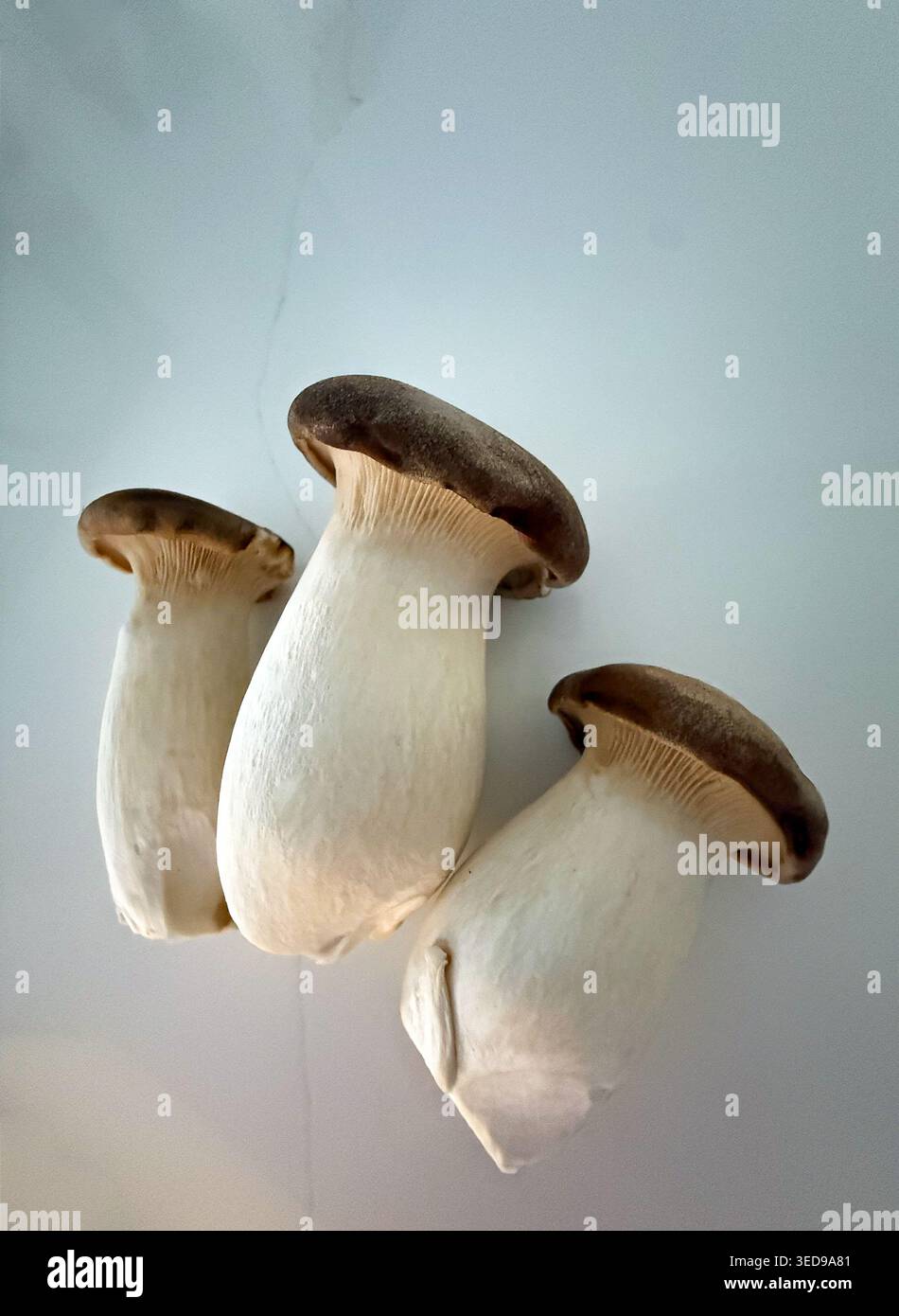Fotografia gastronomica minima di tre funghi di ostriche con sfondo neutro. Foto Stock