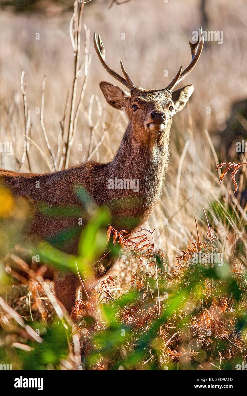 Il cervo Wild Sika si ferma in salamoia dorata, palchi sollevati e vigili, catturando la tranquilla forza e la bellezza dei boschi autunnali nel Regno Unito. Foto Stock