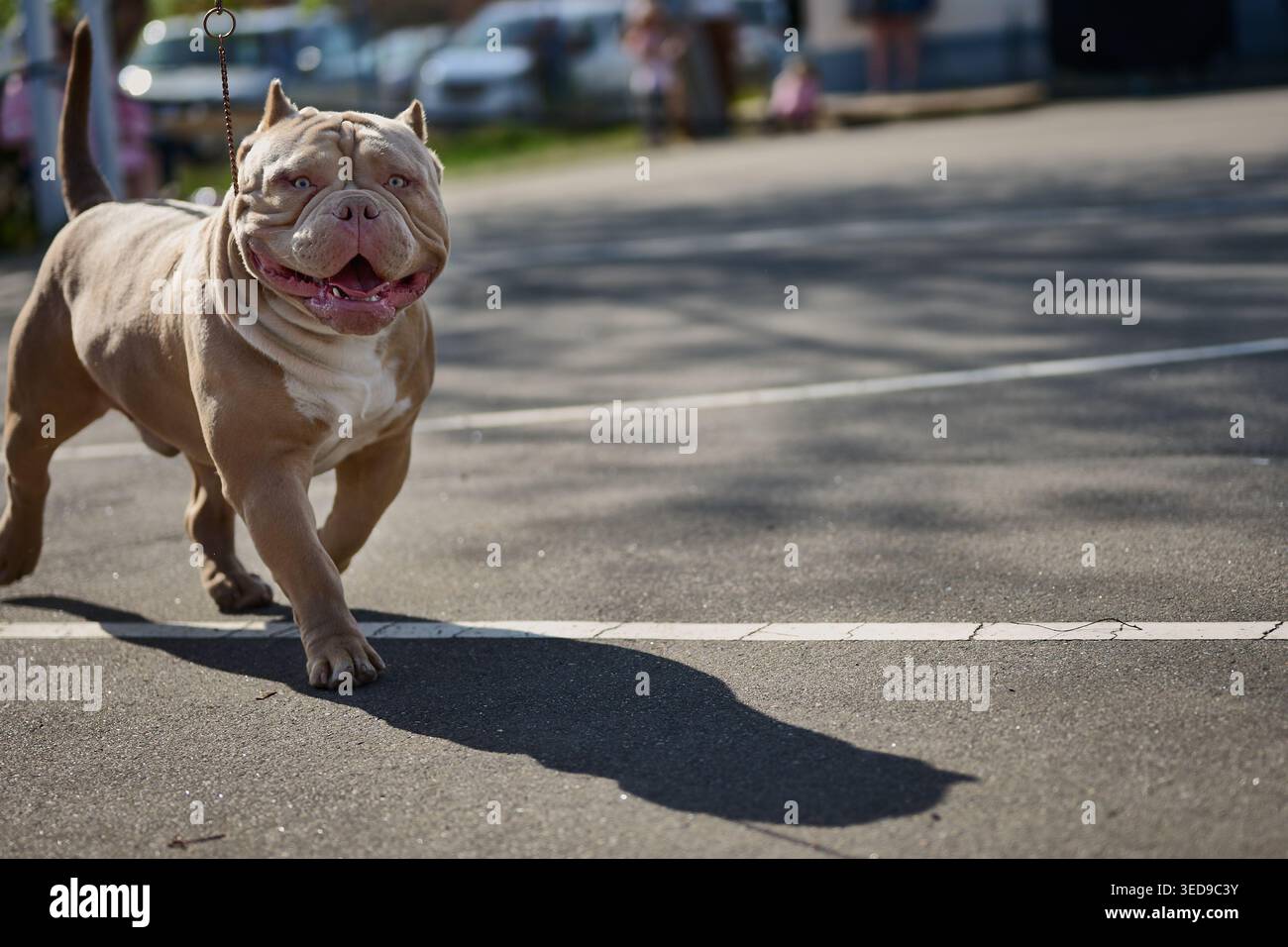 Un bullo americano bianco e un'abbronzatura felice cammina in una strada lastricata. Il sole brillante proietta una lunga ombra, evidenziandone la robustezza durante il giorno Foto Stock