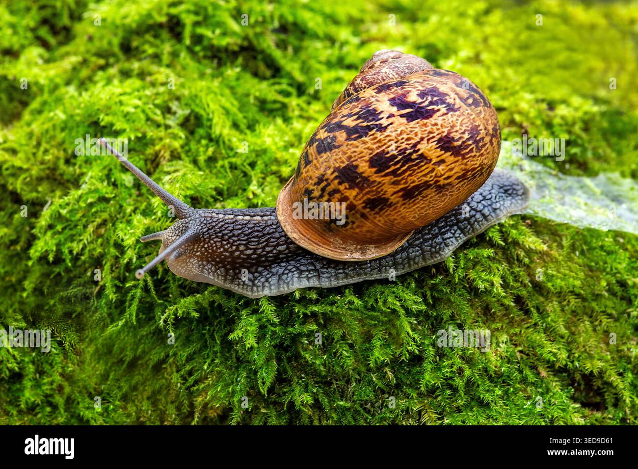 Lumaca marrone da giardino che scivola attraverso il muschio verde vibrante, mostrando la sua conchiglia splendidamente decorata in un tranquillo primo piano nel bosco. Foto Stock