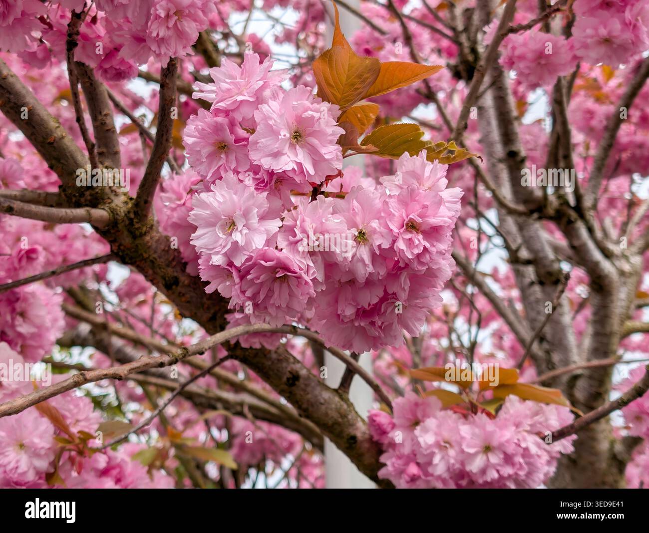 Una vibrante vista grandangolare dei ciliegi giapponesi 'Kanzan' in piena fioritura. L'immagine mostra fiori rosa profondi densi e multicolore che crescono spessi Foto Stock