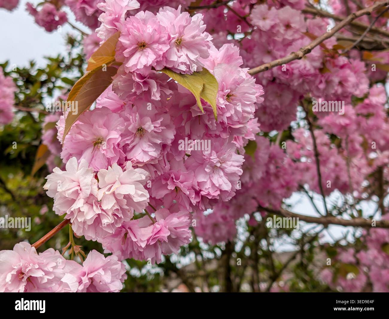 Una vibrante vista grandangolare dei ciliegi giapponesi 'Kanzan' in piena fioritura. L'immagine mostra fiori rosa profondi densi e multicolore che crescono spessi Foto Stock