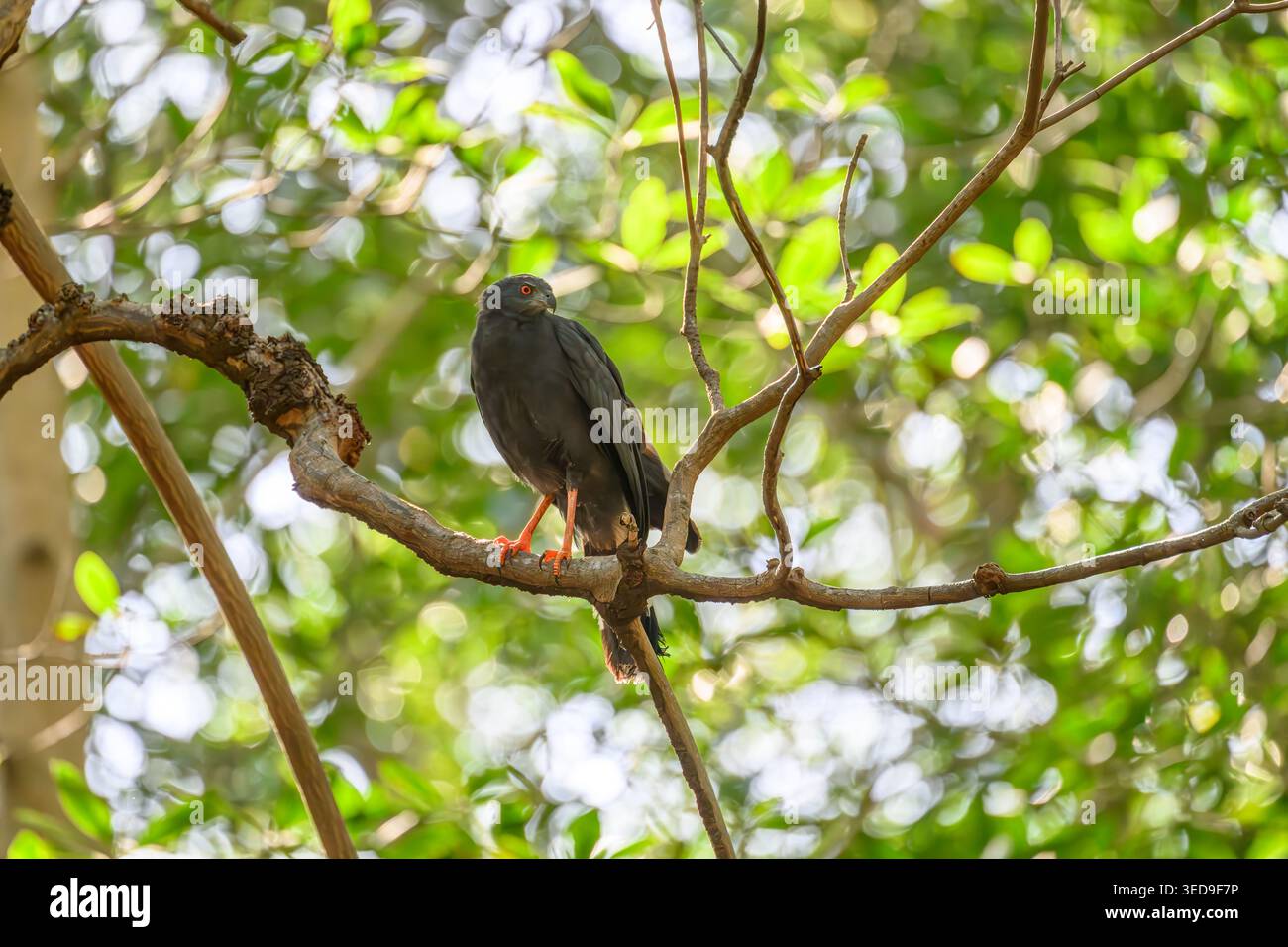 Un Falco di gru (Geranospiza caerulescens) arroccato su un ramo d'albero in Costa Rica. Foto Stock