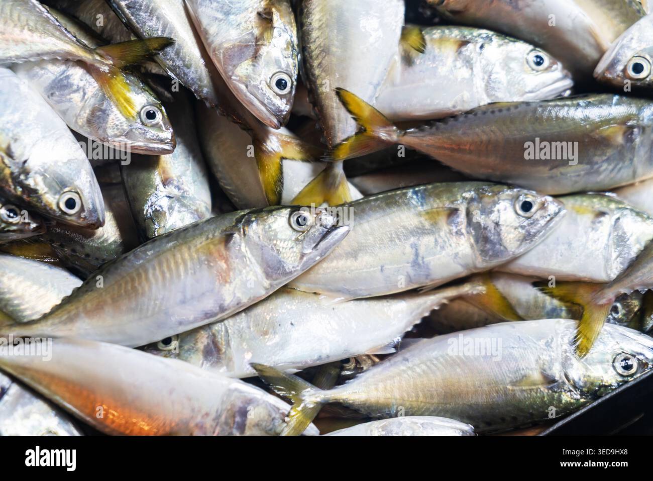 Immagine ravvicinata di un mucchio di pesce d'argento fresco con scaglie lucenti e occhi luminosi, che mostra la loro freschezza, adatto per frutti di mare o contenuti culinari. Foto Stock