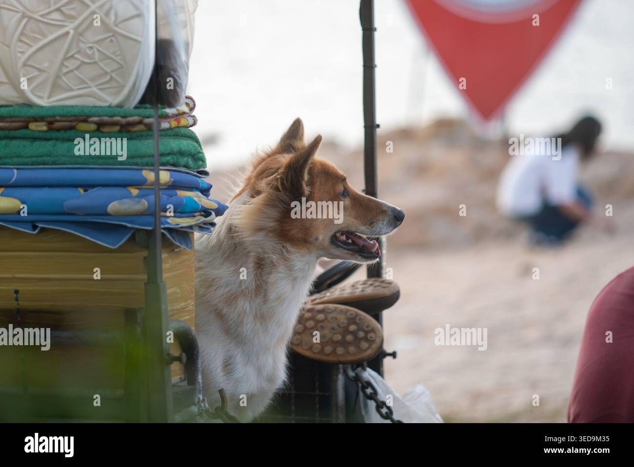 Una scena serena cattura un cane in spiaggia, osservando pacificamente le onde mentre nelle vicinanze sono allestiti gli elementi essenziali per la spiaggia, mostrando un'atmosfera rilassata. Foto Stock