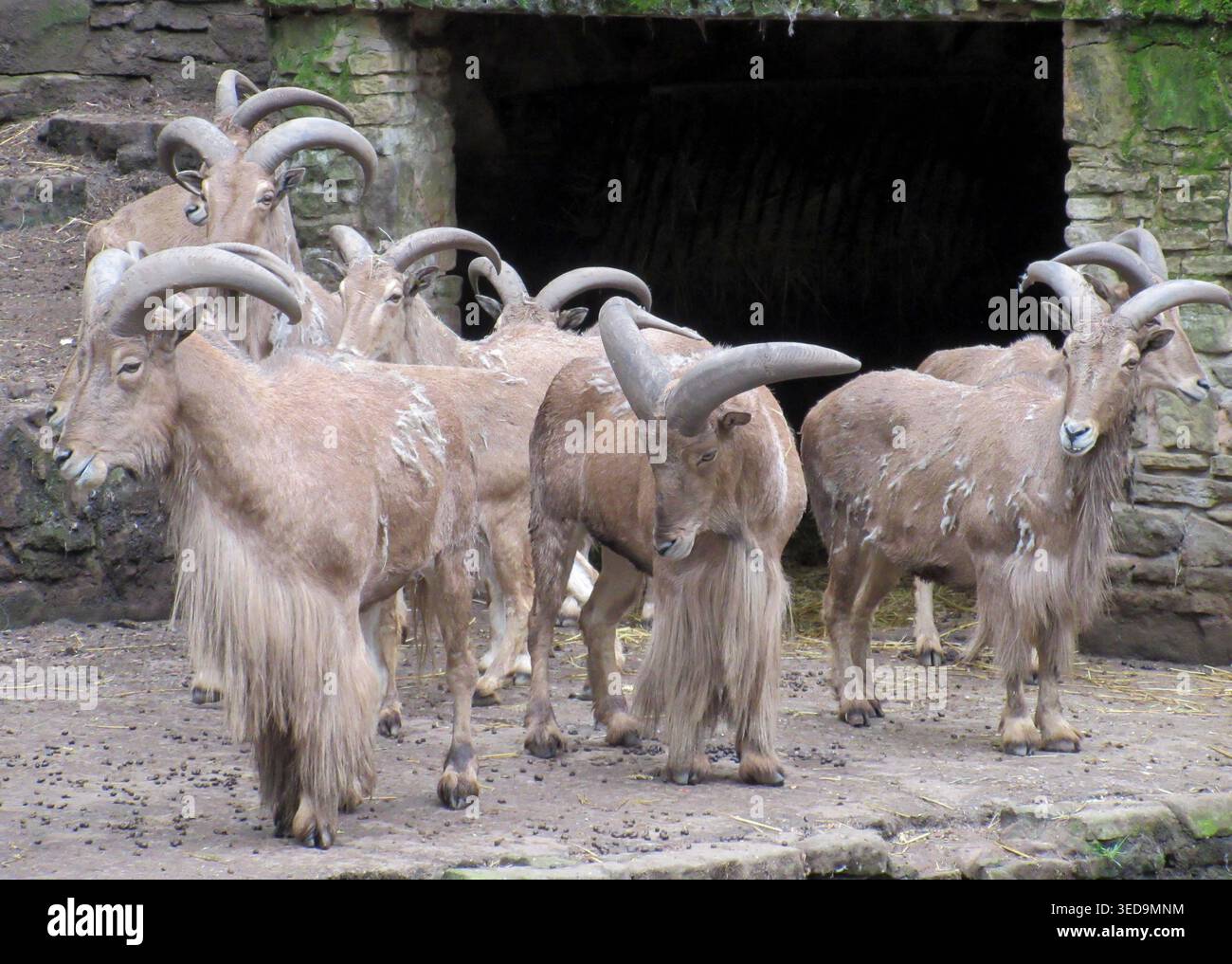 Una foto ravvicinata di Barbary Sheep allo zoo e al castello di Dudley Foto Stock