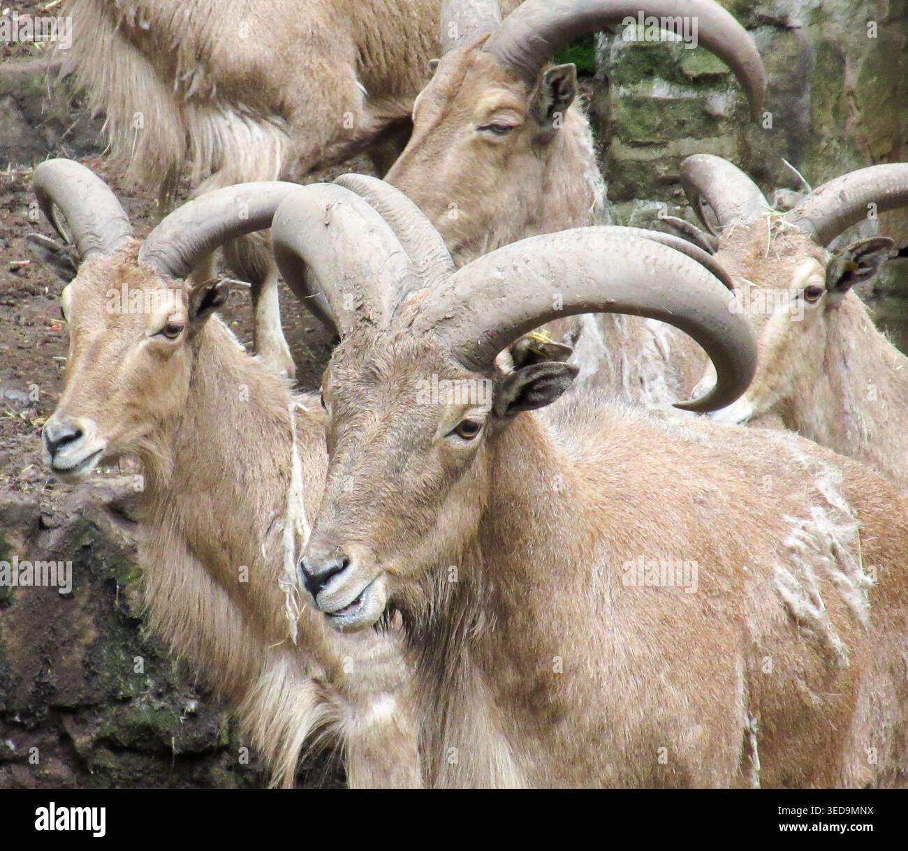 Una foto ravvicinata di Barbary Sheep allo zoo e al castello di Dudley Foto Stock
