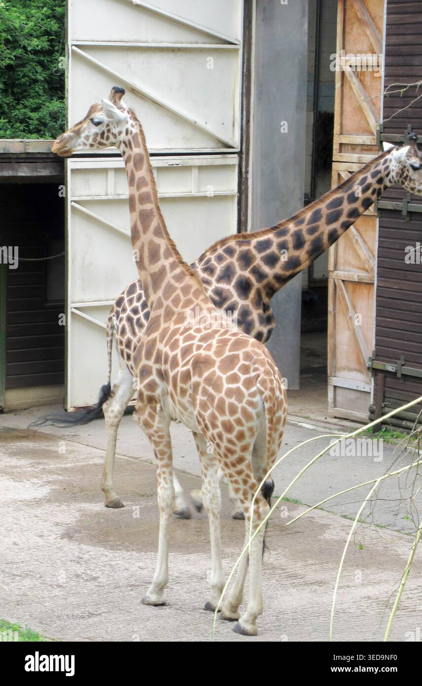 Una foto ravvicinata di due giraffe allo zoo e al castello di dudley Foto Stock
