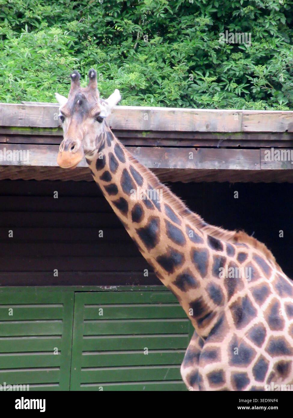 Una foto ravvicinata di una giraffa allo zoo e al castello di dudley Foto Stock