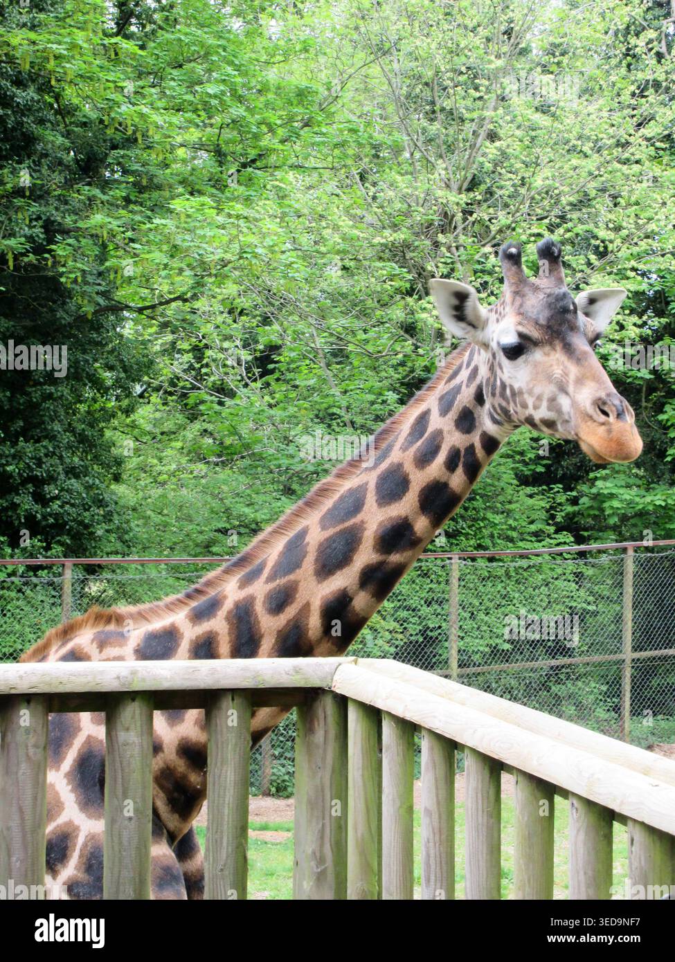 Una foto ravvicinata di una giraffa allo zoo e al castello di dudley Foto Stock