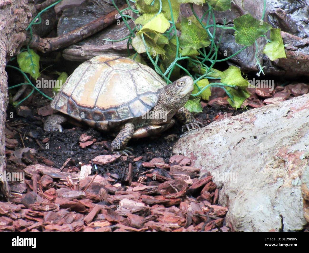 Un primo piano di una tartaruga allo zoo e al castello di dudley Foto Stock