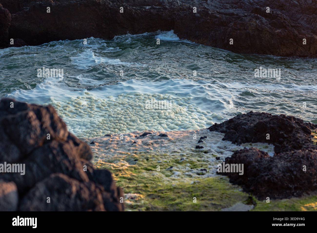 Pacific Northwest Coastal Water, Ocean Foam, Green Algae, Rocky Beach, Oregon USA Foto Stock