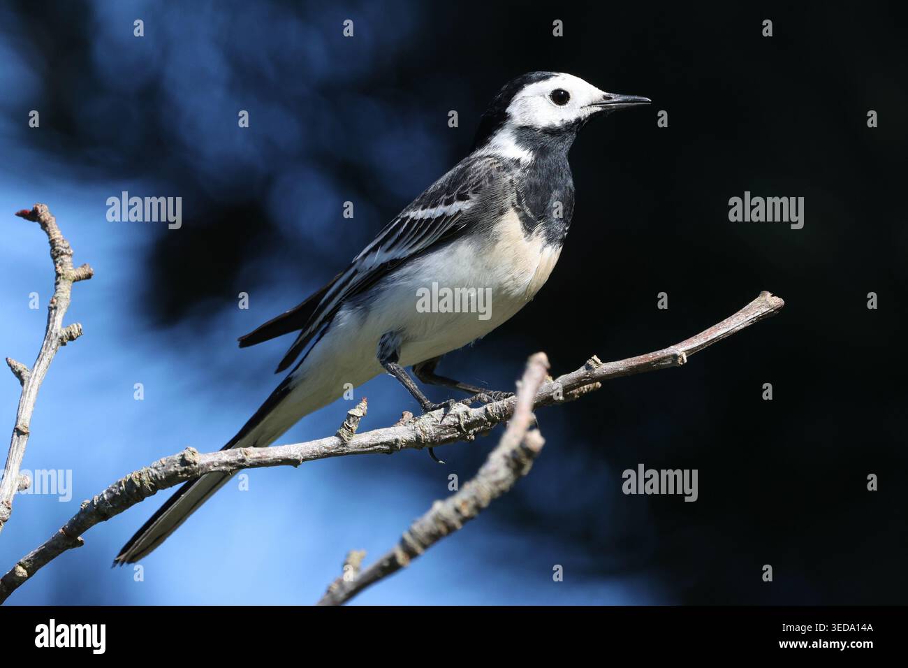 Un Pied Wagtail (Motacilla alba) arroccato su un ramo, a lato della telecamera. Colori neri e blu intensi sullo sfondo. Henlow, Bedfordshire, E. Foto Stock