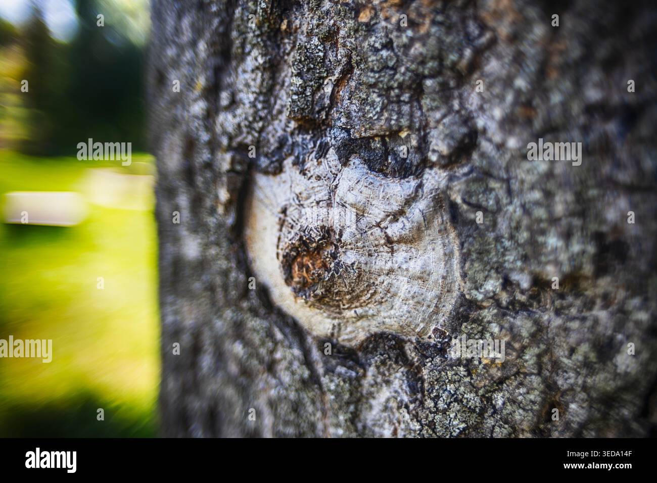 Nodo su un tronco di albero sfondo naturale selvaggio Foto Stock
