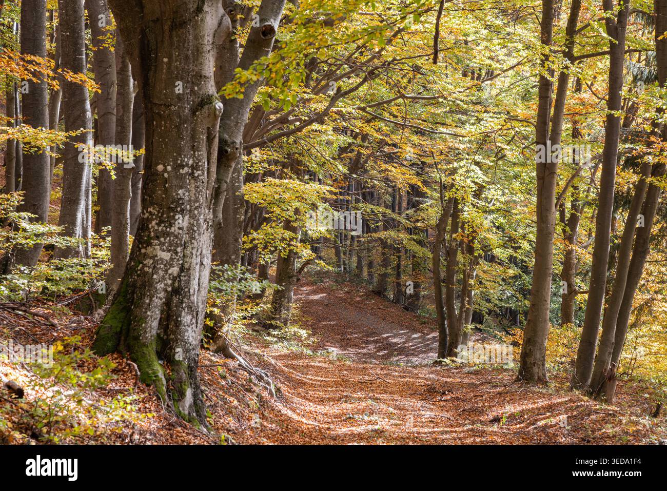 Gabrovo, Bulgaria. Crogiolano i colori in una foresta bulgara. Foto Stock