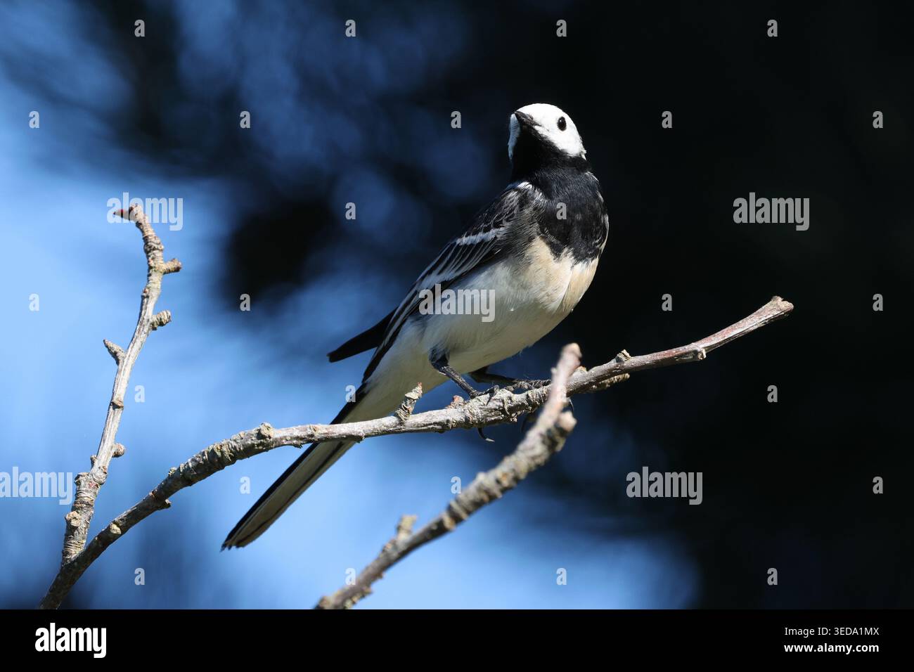 Un Pied Wagtail (Motacilla alba) arroccato su un ramo con la testa rivolta verso la telecamera. Colori neri e blu intensi sullo sfondo. Henlow Foto Stock