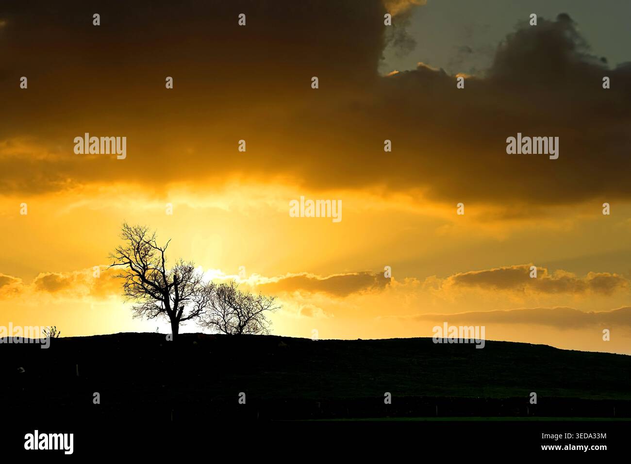 Gli alberi Pennini in cima alla collina si stagliano su un cielo dorato al tramonto con nuvole scure Foto Stock