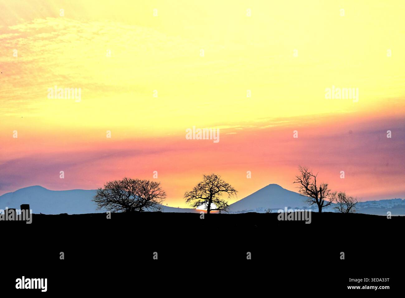 Tre alberi, un coniglio che dà da mangiare e un uccello, che si affacciano sul tramonto dorato e sulle colline Foto Stock
