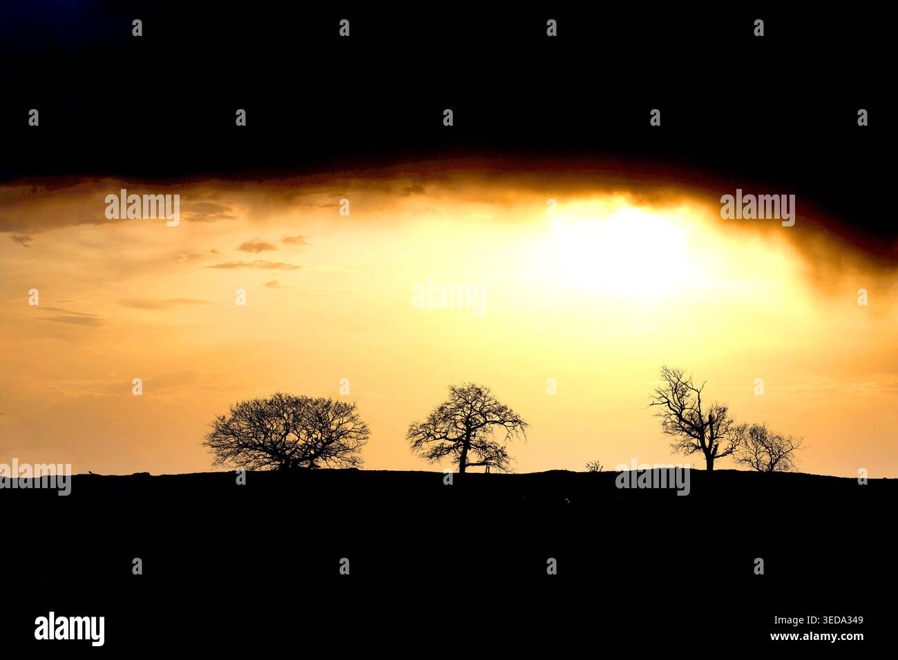Tre alberi, un coniglio e un uccello, che si affacciano sul tramonto dorato del cielo del North Pennine e sulle nuvole buie Foto Stock