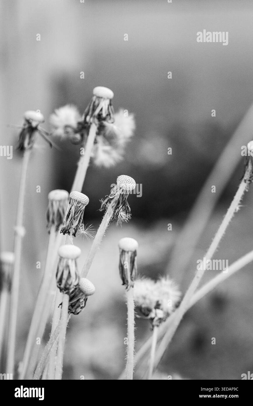 Fiori di dente di leone appassito (Taraxacum) in bianco e nero, ambiente naturale, Ternitz, bassa Austria, Austria Foto Stock